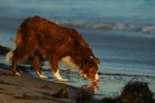 Border Collie Stock Photo - Royalty Free Stock Photography dog stock photo