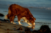 Border Collie Stock Photo - Royalty Free Stock Photography dog stock photo