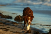 Border Collie Stock Photo - Royalty Free Stock Photography dog stock photo
