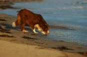 Border Collie Stock Photo - Royalty Free Stock Photography dog stock photo