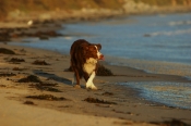 Border Collie Stock Photo - Royalty Free Stock Photography dog stock photo