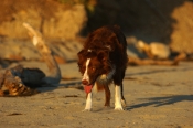 Border Collie Stock Photo - Royalty Free Stock Photography dog stock photo