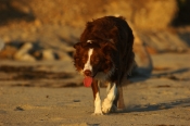 Border Collie Stock Photo - Royalty Free Stock Photography dog stock photo