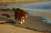 Border Collie Stock Photo - Royalty Free Stock Photography dog stock photo