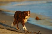 Border Collie Stock Photography - Royalty Free dog stock photo