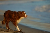 Border Collie Stock Photo - Royalty Free Stock Photography dog stock photo