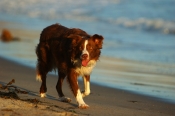 Border Collie Stock Photo - Royalty Free Stock Photography dog stock photo