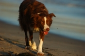 Border Collie Stock Photo - Royalty Free Stock Photography dog stock photo
