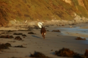 Border Collie Stock Photo - Royalty Free Stock Photography dog stock photo