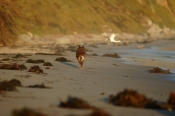 Border Collie Stock Photo - Royalty Free Stock Photography dog stock photo