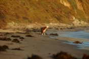 Border Collie Stock Photo - Royalty Free Stock Photography dog stock photo