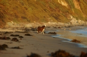 Border Collie Stock Photo - Royalty Free Stock Photography dog stock photo