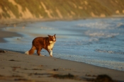 Border Collie Stock Photo - Royalty Free Stock Photography dog stock photo