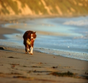Border Collie Stock Photo - Royalty Free Stock Photography dog stock photo