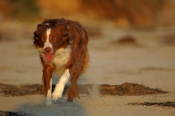 Border Collie Stock Photo - Royalty Free Stock Photography dog stock photo