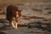 Border Collie Stock Photo - Royalty Free Stock Photography dog stock photo