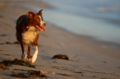 Border Collie Stock Photo - Royalty Free Stock Photography dog stock photo