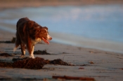 Border Collie Stock Photo - Royalty Free Stock Photography dog stock photo